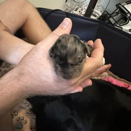 Miniature Australian Shepherd Puppies from Andy McDonald