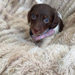 Stella May - Chocolate and tan female Dachshund puppy in North Fort Myers, Florida from Trust Fund Devil Kennel