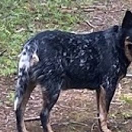 Lola - Australian Cattle Dog