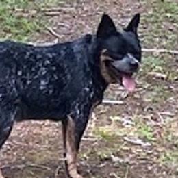 Lola - Australian Cattle Dog