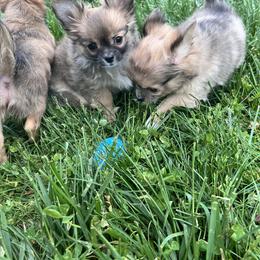 Chihuahua Puppies from Dog Bones N Harmony