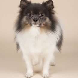 Wrangler - Tri-colored male Pomeranian puppy in Lanett, Alabama from H.P.P