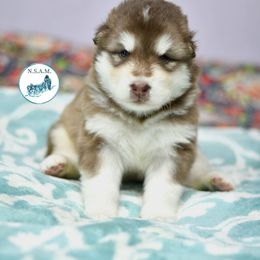 Oriole - Red and white female Alaskan Malamute puppy in Kingston, Tennessee from North Shore Alaskan Malamutes