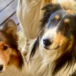 Collies and Scottish Collies from Franklin Farm Collies