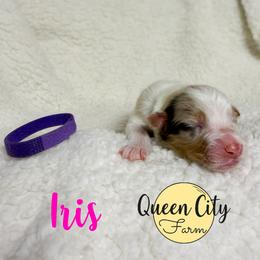 Iris - Red merle female Australian Shepherd puppy in Falmouth, Kentucky from Queen City Farm