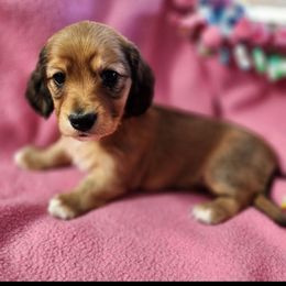 Dachshund Puppies from Crowned Doxies