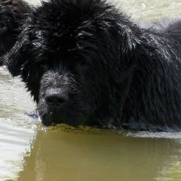 Newfoundlands from Shorepath Newfoundlands