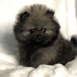 Pomeranian Puppies from POMS USA
