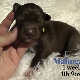 Mahogany - Red and white male Siberian Husky puppy in Florence, Kentucky from Moonlight Howl Huskies