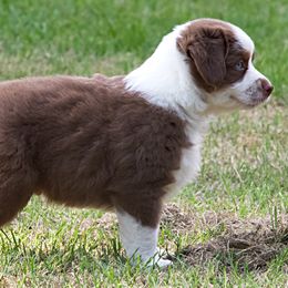 Miniature Australian Shepherd Puppies from Sand Dollar Aussies