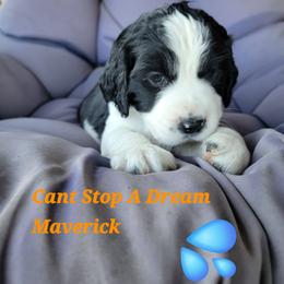 Maverick (lime green collar) - Black and white male English Springer Spaniel puppy in Talbott, Tennessee from Cant Stop A Dream Springers