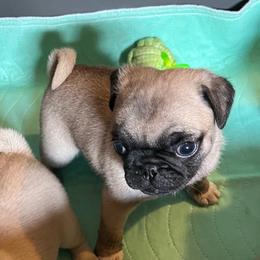Willie - Fawn male Pug puppy in New Albany, Mississippi from Sherry's Pugs