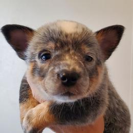 Eyeliner plain - Blue mottled female Australian Cattle Dog puppy in Lenoir, North Carolina from Blue Coyote Ranch
