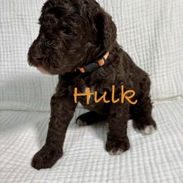 Hulk - Brown male Poodle puppy in Carrollton, Georgia from Dande Poodles, LLC