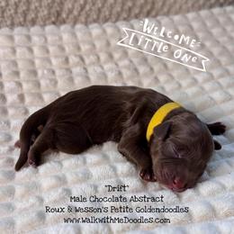 Drift - Chocolate male Goldendoodle puppy in Orange, Texas from Walk with Me Doodles