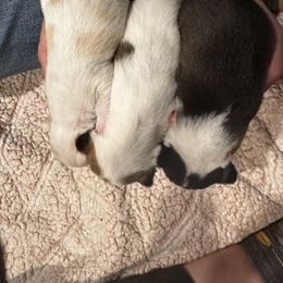Chihuahua and Labrador Retriever Puppies from Gold Country Chihuahuas