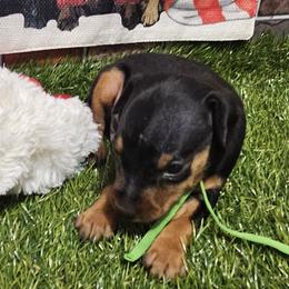 River - Black and rust male Miniature Pinscher puppy in Baton Rouge, Louisiana from Pike's Pups