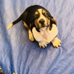 Basset Hound Puppies from S&G's Bassets
