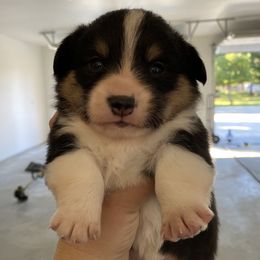 Darius Rucker - Black and tan male Pembroke Welsh Corgi puppy in Bonners Ferry, Idaho from Idaho Lane Doodles