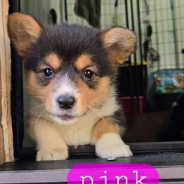 Pink - Black and tan female Pembroke Welsh Corgi puppy in Necedah, Wisconsin from The 6Ks Paws and Hobbies