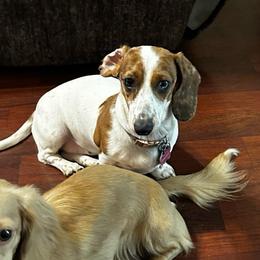 Stormy - Dachshund