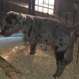 Catahoula Leopard Dog Puppies from Bradford Catahoulas