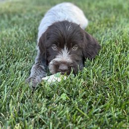 Girl 4 - Brown and gray female Wirehaired Pointing Griffon puppy in Idaho from Muddy Paws WPG