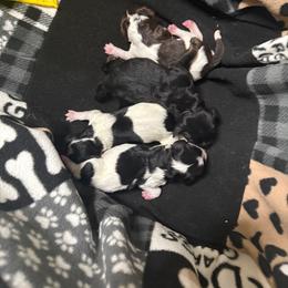 Pics coming soon - Black white and tan male Cockapoo puppy in Yuciapa, California from AlltheDoodlez_