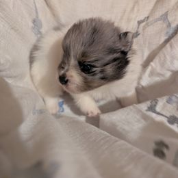 Travy - Blue merle male Pomeranian puppy in Danielsville, Georgia from PassionatePomPoms