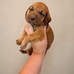 Boy 1 - Red male Bloodhound puppy in Conway, Missouri from Ozark Mountain Kennel
