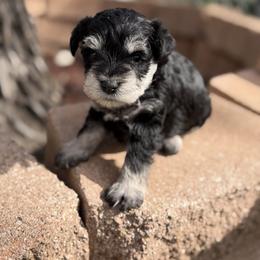 Sheldon - Black and silver male Miniature Schnauzer puppy in Brownwood, Texas from Texas Dreams Mini Schnauzers