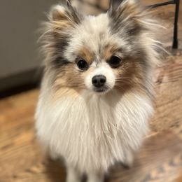 Zoey - Pomeranian