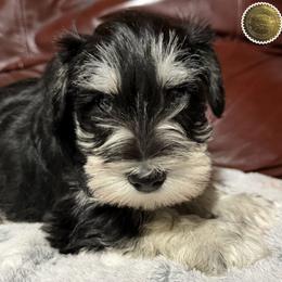 Wyatt - Black and silver male Miniature Schnauzer puppy in Frankford, Delaware from Miniature Schnauzers of Delmarva