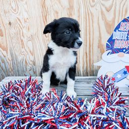 Atwater - Black male Border Collie puppy in Raccoon, Kentucky from Skyline Border Collies