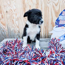 Atwater - Black male Border Collie puppy in Raccoon, Kentucky from Skyline Border Collies