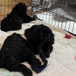 Cocker Spaniels and Pomeranians from Hillside kennels