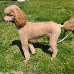 Ella Tepa - Poodle