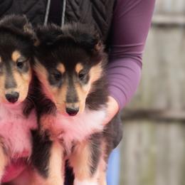 Collies from Covenant Collies