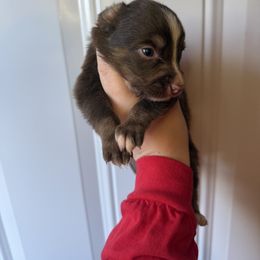 Female 1. - Brindle female Border Collie puppy in Asheboro, North Carolina from Coble Kennels