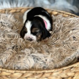 Giblet - Black brown and white female Basset Hound puppy in Lone Jack, Missouri from Wee Little Bassets