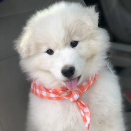 Samoyed Puppies from Morning Star Samoyeds