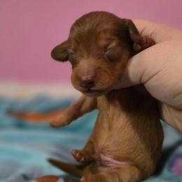 Zircon - Red male Dachshund puppy in Windom, Minnesota from Aster Creek Dachshunds & Australian Shepherds