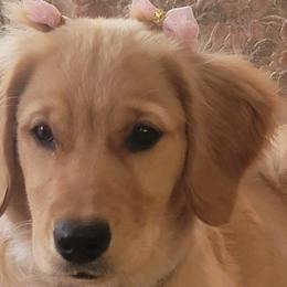 Golden Retrievers from Bear Ridge Kennels