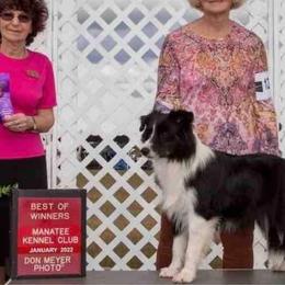 Flirt - Border Collie