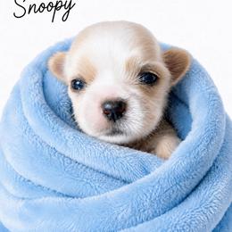 Snoopy - White male Shih Tzu puppy in Rockmart, Georgia from Sonya Garrett
