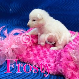 American Eskimo Dog and German Shepherd Puppies from Lone Cone Kennels