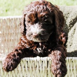 Australian Labradoodle Puppies from Harmony Labradoodles