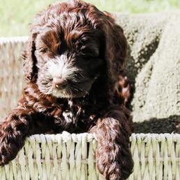 Australian Labradoodle Puppies from Harmony Labradoodles