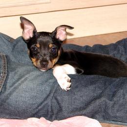 Rat Terrier Puppies from RaganRat Terriers