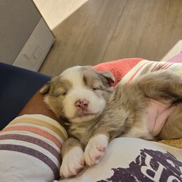 Miniature American Shepherd Puppies from Brandy Burton